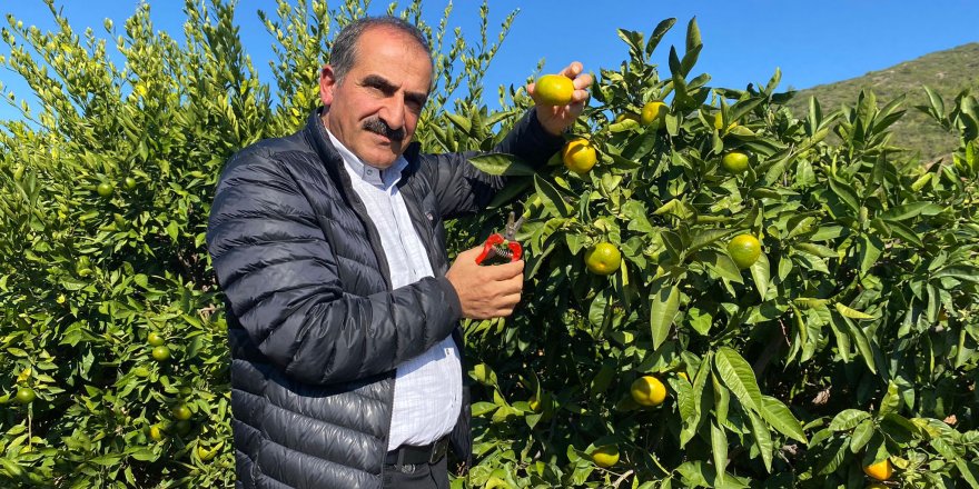 SATSUMA MANDALİNANIN İHRACAT YOLCULUĞU BAŞLIYOR