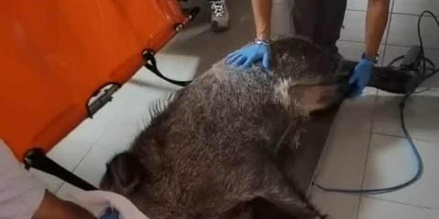 İZMİR BÜYÜKŞEHİR'DE 'DOMUZ' SEFERBERLİĞİ...TÜFEKLE VURDULAR...