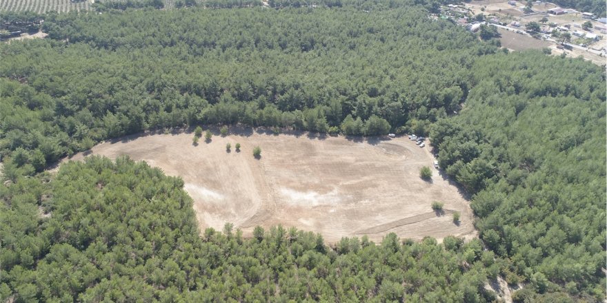 BORNOVA'DA DOĞAL TARIM BİLMECESİ..PEKİ AĞAÇLARA NE OLDU?