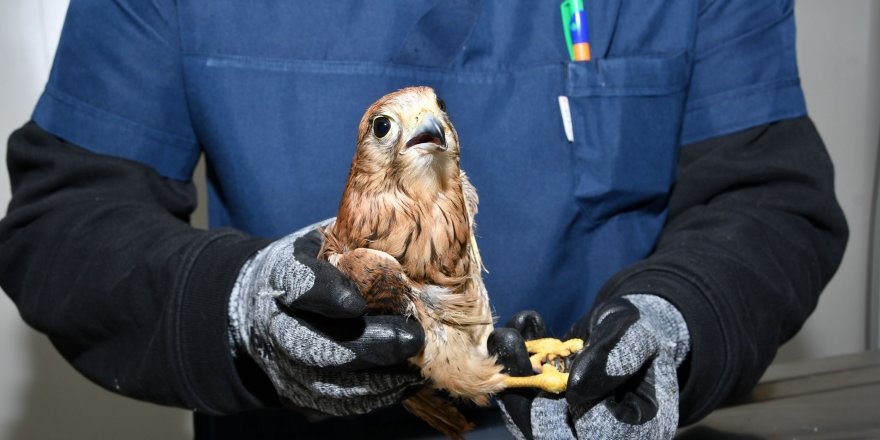 LİMANREİS MAHALLESİ'NDE BULUNDU..TEDAVİSİ SÜRÜYOR...