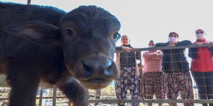 İZMİR BÜYÜKŞEHİR ÜRETİCİNİN YÜZÜNÜ GÜLDÜRDÜ...BAHAR BEREKETİ