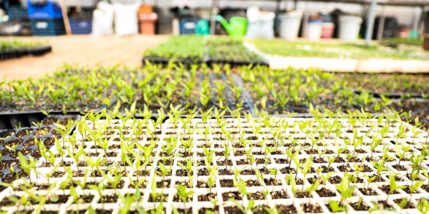 SEFERİHİSAR BELEDİYESİ'NDEN 'KORONAVİRÜS'E İNAT 50 BİN FİDE