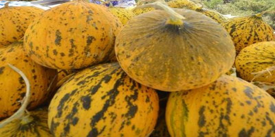 ÇEŞME KAVUNU TESCİLLENİYOR