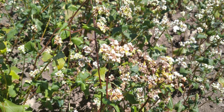 ÇEŞME’DE YENİ ÜRÜN; GREÇKA ...