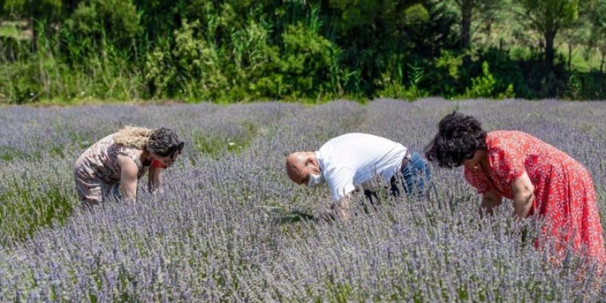 SEFERİHİSAR'DA LAVANTA HASADI ZAMANI