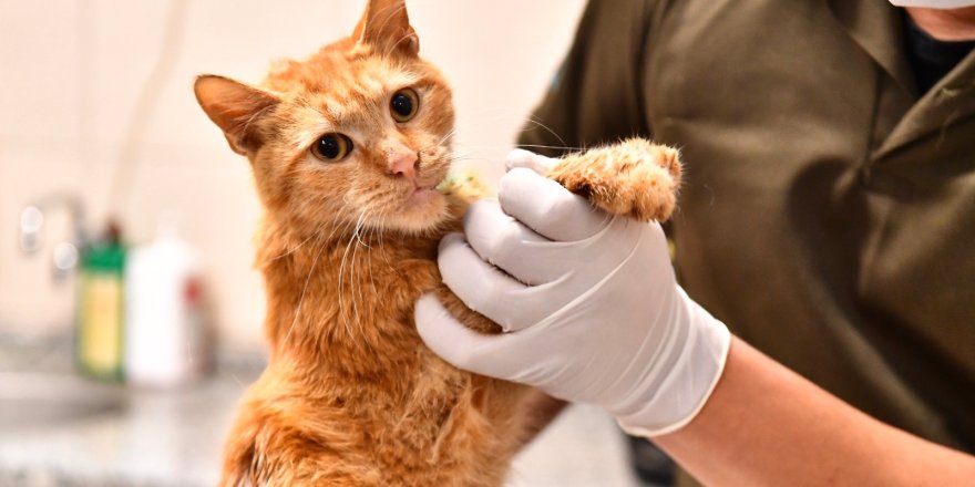 ENKAZDAN ÇIKARILAN KEDİLER TEDAVİ ALTINA ALINDI