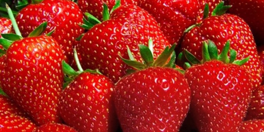 EGE İHRACATÇILAR BİRLİĞİ'NDE TARLADAN ÇATALA GIDA GÜVENLİĞİ