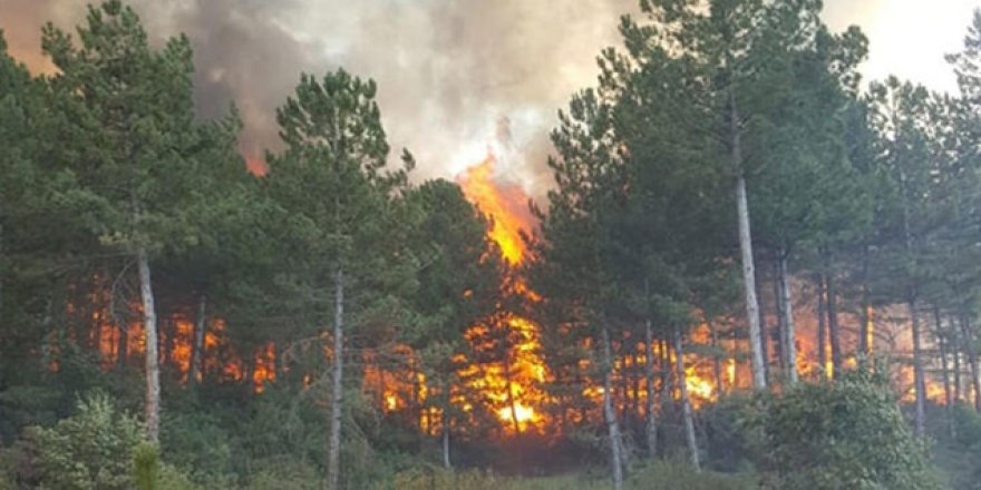 KAZ DAĞLARI'NDA ORMAN YANGINI...RÜZGAR SERT..YANGIN BÜYÜYOR