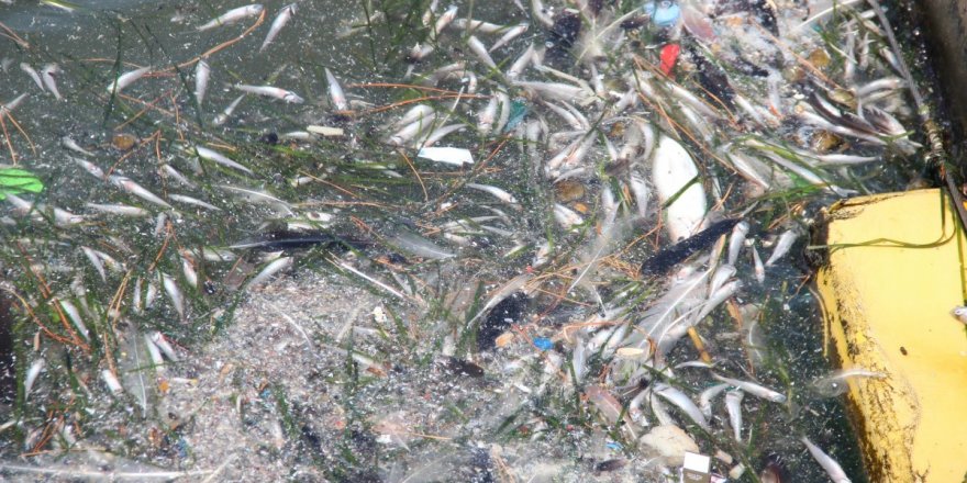 İZMİR KÖRFEZİ'NDE TOPLU BALIK ÖLÜMLERİ...BOSTANLI SAHİLİ