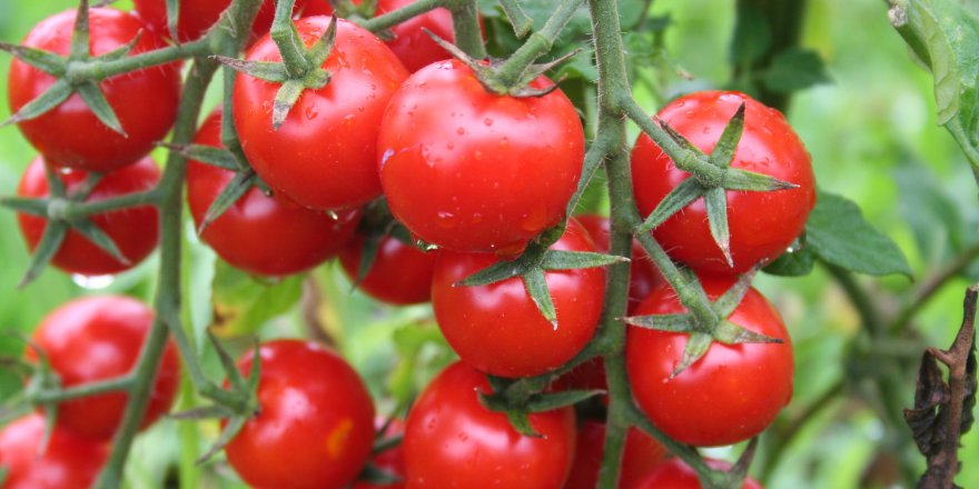 DOMATES 1 MİLYAR DOLARA KOŞUYOR