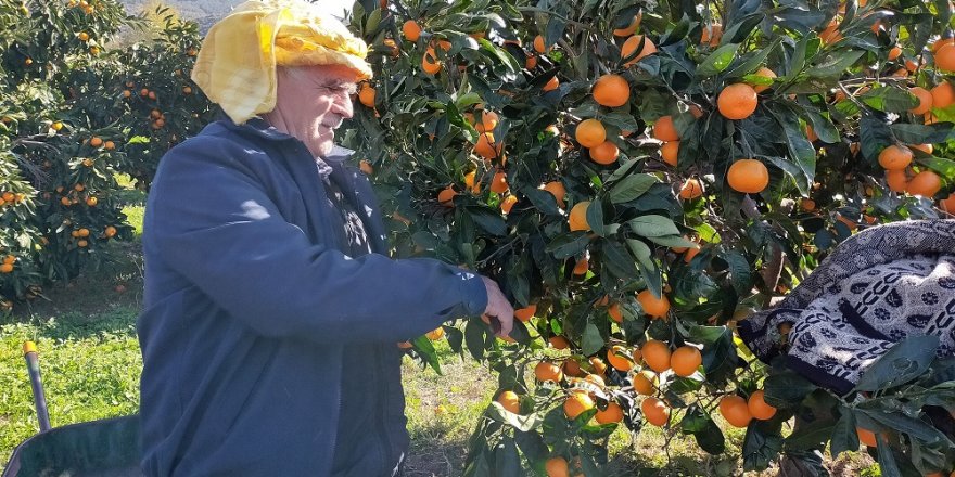 KARABURUN'DA MANDALİNA ÜRETİCİSİNİN YÜZÜ GÜLECEK