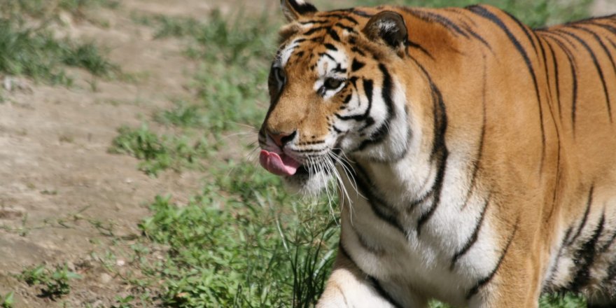 İZMİR'DEN ANTALYA'YA TAŞINIYORLAR..6 AYRI TÜR..24 YABAN HAYVANI