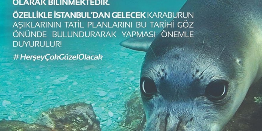 KARABURUN BELEDİYESİ UYARIYOR..23 HAZİRAN'DA FOKLAR ÇOK SALDIRGAN OLUR