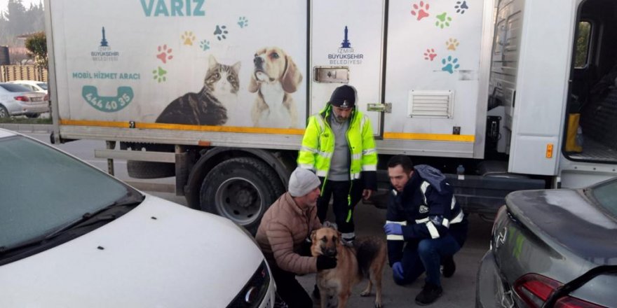 İZMİR BÜYÜKŞEHİR HAYVANLARI UNUTMADI