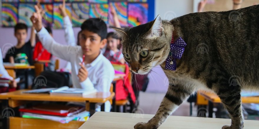 GARİP AMA GERÇEK...'ATEŞ' ÖĞRENCİLERİN OKUL BAŞARISINI ARTTIRDI