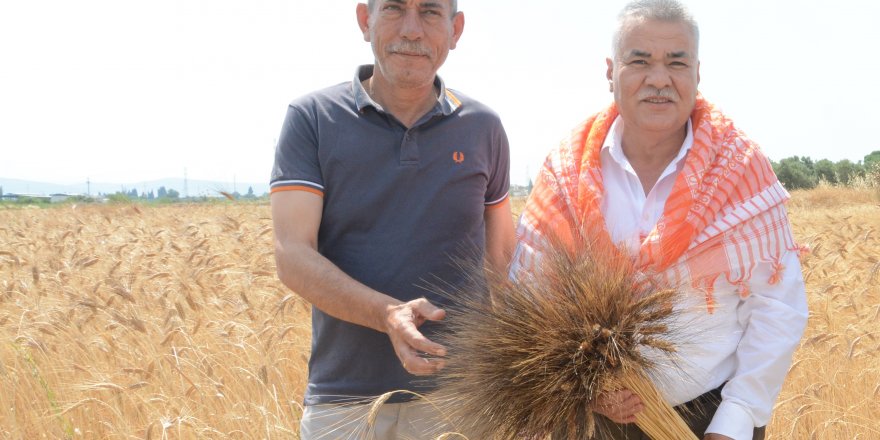 TORBALI'DA BUĞDAY HASADI