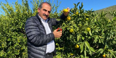 SATSUMA MANDALİNANIN İHRACAT YOLCULUĞU BAŞLIYOR