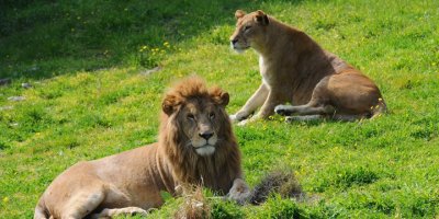 İZMİR DOĞAL YAŞAM PARKI YENİLENİYOR