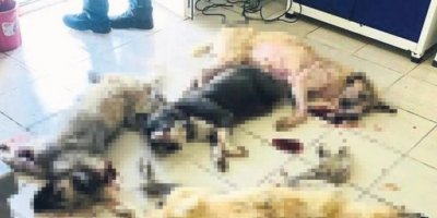 BUNUN ADI KATLİAM. KEMALPAŞA BELEDİYESİ'NDEN SOKAK KÖPEKLERİNE TOPLU KIYIM