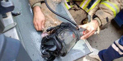 İZMİR İTFAİYESİ SOKAKTAKİ CANLARA HAYAT OLDU