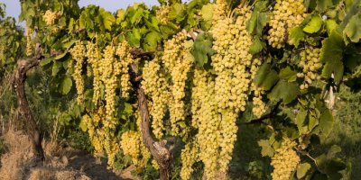 SULTANİ ÇEKİRDEKSİZ ÜZÜM İHRACAT YOLCUSU