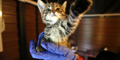 BUCA BELEDİYESİ'NDEN 'SATIN ALMA SAHİPLEN' KAMPANYASI