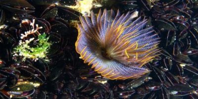 MALDİVLER DEĞİL İZMİR KÖRFEZİ.. İŞTE İZMİR KÖRFEZİ'NİN YENİ SAKİNİ