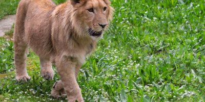 İZMİR TORBALI'DA ASLAN OPERASYONI