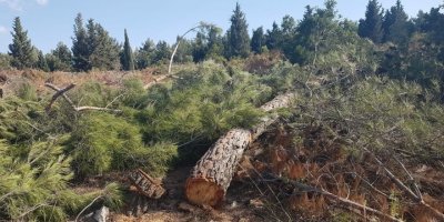 ALİAĞA AYAKTA...AĞAÇLARA KIYMAYIN EFENDİLER...KAHREDEN GÖRÜNTÜLER