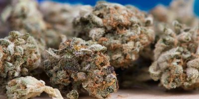 YEMEN'İN 'BONZAİ'Sİ BAĞCILAR'A NASIL GELDİ.. İSTANBUL'DA BONZAİ OPERASYONU