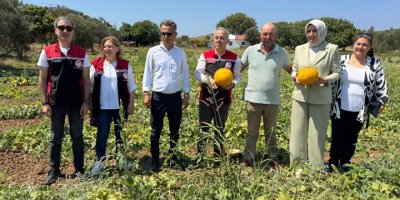 MEŞHUR ÇEŞME KAVUNUNDA HASAT ZAMANI