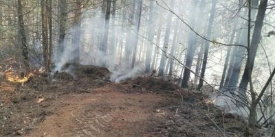 Aydın'da Korkutan Orman Yangını