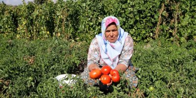 YAMANLAR DOMATESİ YİNE DAMAK ÇATLATACAK..