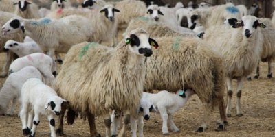 İZMİR'DE KURBAN SATIŞ VE KESİM YERLERİ BELLİ OLDU