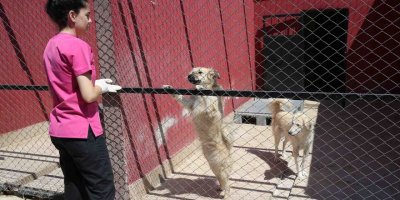 KARŞIYAKALILAR SAHİPLENMEK İSTER MİSİNİZ?