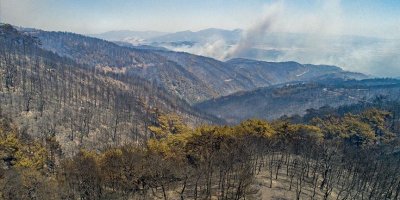 İzmir'de yangınların ardından fidan dikme kampanyası