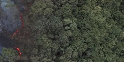 İzmir'de doğaya 5 bin ağaç kazandırılacak!