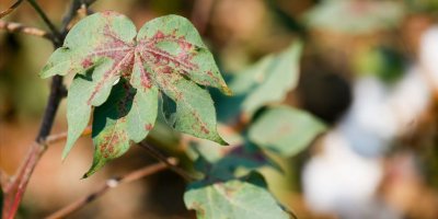 İzmirli pamuk çiftçisi 'kırmızı örümceğe' çare arıyor