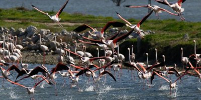 CHP'Lİ SERTEL İZMİR KUŞ CENNETİ'NDEKİ ÖLÜMLERİ TBMM'YE TAŞIDI