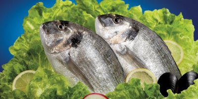 EN GÜZEL ÇİPURA, LEVREK FOTOĞRAFI YARIŞMASI...