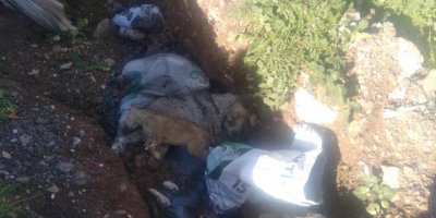 OLAY YERİ FOÇA..OLAYIN GEÇTİĞİ YER FOÇA BELEDİYESİ..POŞET,POŞET ÖLÜ YAVRU KÖPEK...