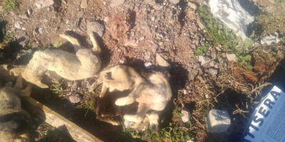 FOÇA BELEDİYESİ'NDE YAVRU KÖPEKLER NASIL ÖLDÜ? KİMLER KÖPEKLERİ POŞETLERE KOYUP GÖMMEYE KALKTI...