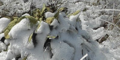 İZMİR'DE O YER BEYAZA BÜRÜNDÜ