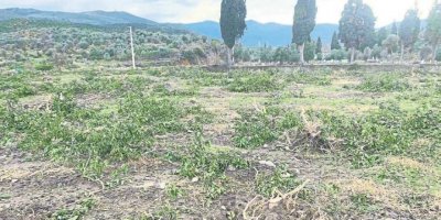 MENEMEN'DE BİR YEŞİL KATLİAMI DAHA..TAM 1000 MANDALİNA AĞACI KESTİLER