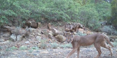 MUĞLA'DA GÖRÜNTÜLENDİ..