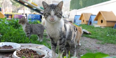 BALÇOVA BELEDİYESİ'NDEN CAN DOSTLARA 'PATİ PARK'