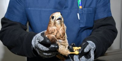 LİMANREİS MAHALLESİ'NDE BULUNDU..TEDAVİSİ SÜRÜYOR...