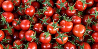 TÜRK DOMATESİ RUSYA VİZESİNİ KAPTI...