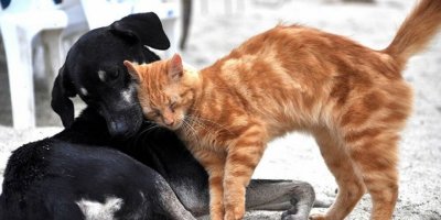 İZMİR VETERİNER HEKİMLERİ ODASI:'TELEFONLARIMIZ KİLİTLENDİ'