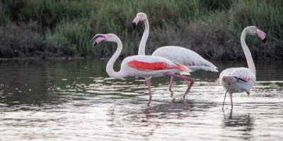 İZMİR DOĞAL YAŞAMLA BÜTÜNLEŞECEK